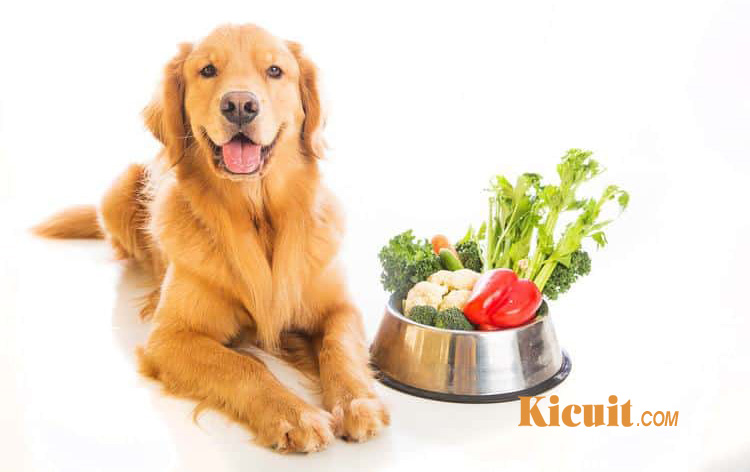 Tips Diet Sehat Untuk Anjing Yang Bisa Dilakukan Dengan 