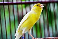 Cara Efektif Agar Suara Burung Kenari Bagus