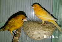 Beberapa Penyebab Telur Burung Kenari Infertil Dan Solusinya