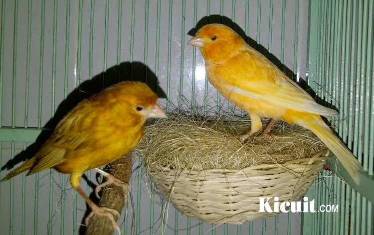 Beberapa Penyebab Telur Burung Kenari Infertil Dan Solusinya