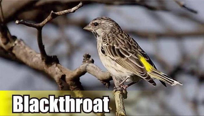 Burung Blackthroat