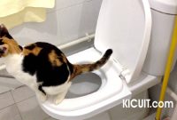 Cara Membuat Kucing Tidak Buang Air Sembarangan