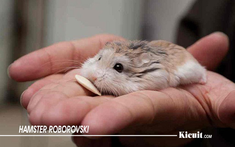 Hamster Roborovski - Jenis-Jenis Hamster