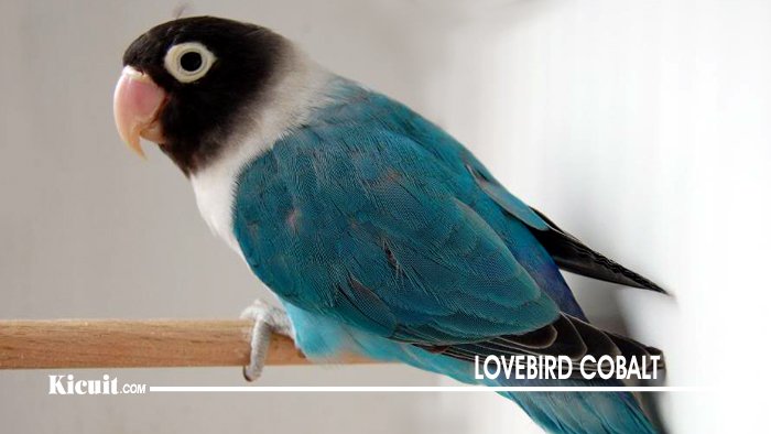 Lovebird Cobalt