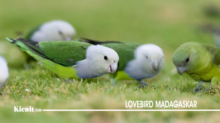Lovebird Madagaskar