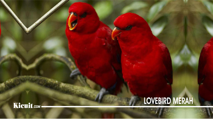 Lovebird Merah - jenis Burung Lovebird yang Populer di Indonesia