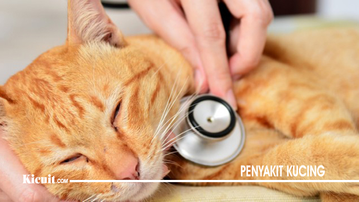 Kenali Penyakit Yang Menyerang Kucing Anda