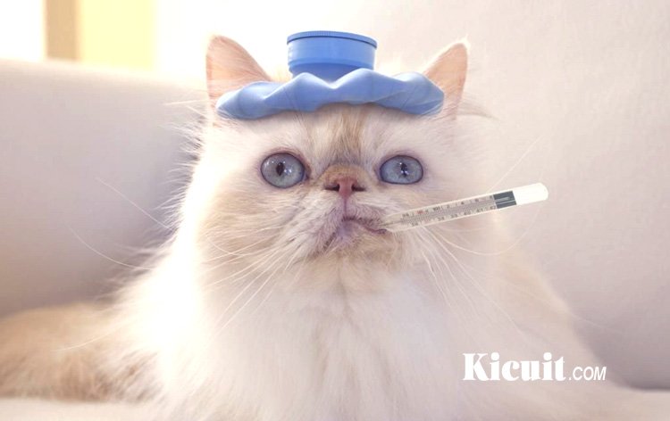 Awas! Penularan Penyakit Flu Pada Kucing