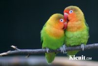 Tips Merawat Burung Lovebird Agar Kicauannya Panjang