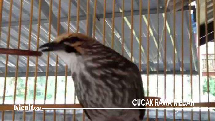 Jenis Burung Cucak Rawa di Indonesia 1