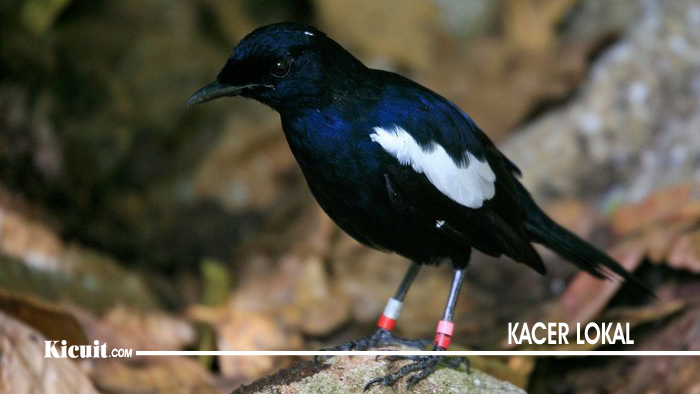 Kecer Jenis Lokal - Jenis Burung Kacer Terpopuler di Indonesia