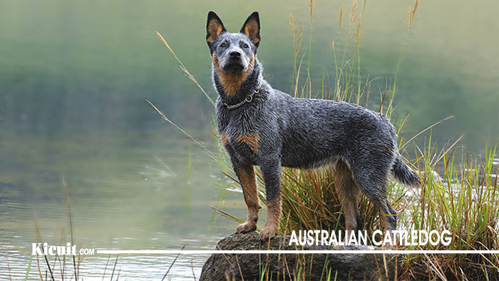 AUSTRALIAN CATTLEDOG - Anjing Terbaik Di Dunia dan Mudah Di Pelihara