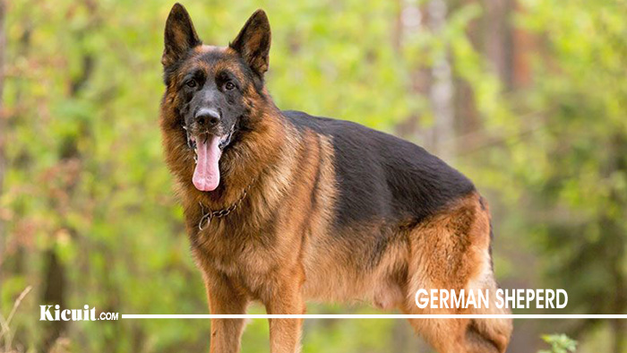 GERMAN SHEPERD - Anjing Terbaik Di Dunia dan Mudah Di Pelihara
