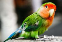 Jenis-jenis Burung Lovebird yang Populer di Indonesia