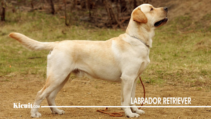LABRADOR RETRIEVER - Anjing Terbaik Di Dunia dan Mudah Di Pelihara