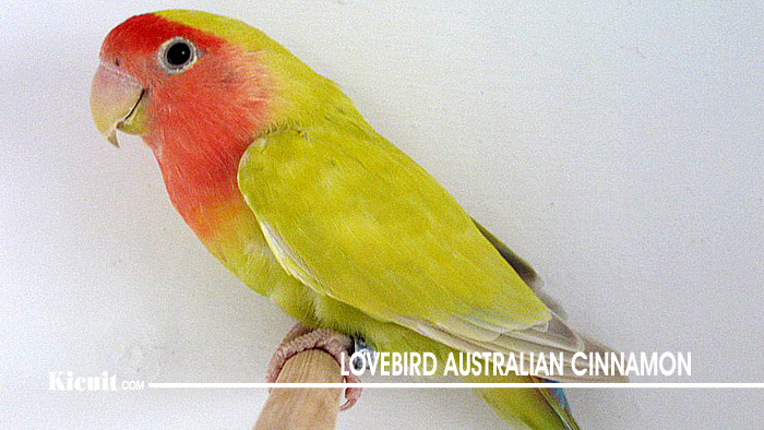 Lovebird Australian Cinnamon