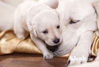 Merawat Induk Anjing Yang Baru Melahirkan Beserta Anaknya