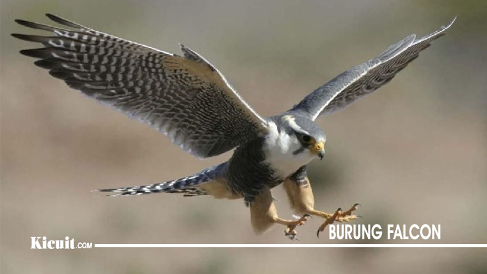 Burung Falcon - Burung Paling Berbahaya di Dunia