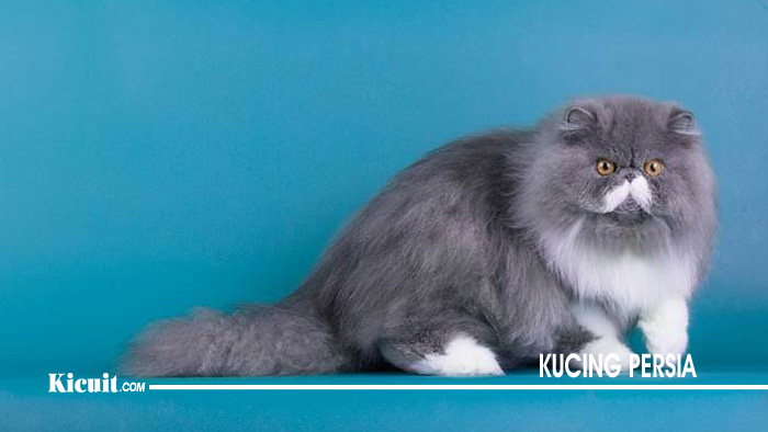 Hal Berikut Wajib Anda Ketahui Sebelum Memelihara Kucing Persia