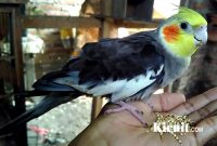 5 Cara Mudah Perawatan Burung Parkit Australia atau Cockatiel