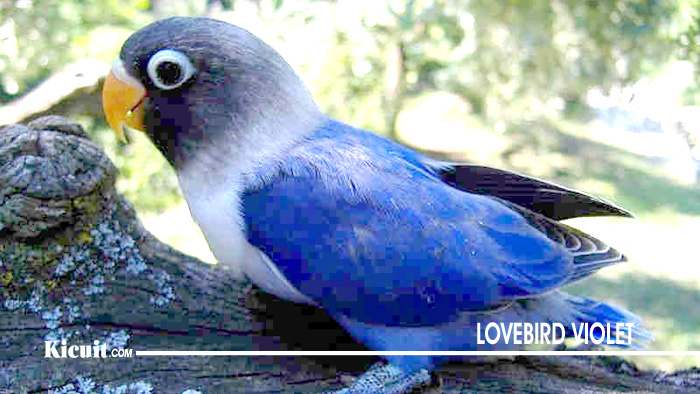 Lovebird Violet