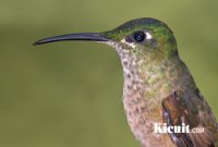Mengenal 3 Jenis Burung Kolibri dan Karakteristiknya