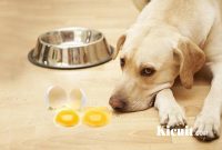 gejala alergi makanan pada anjing