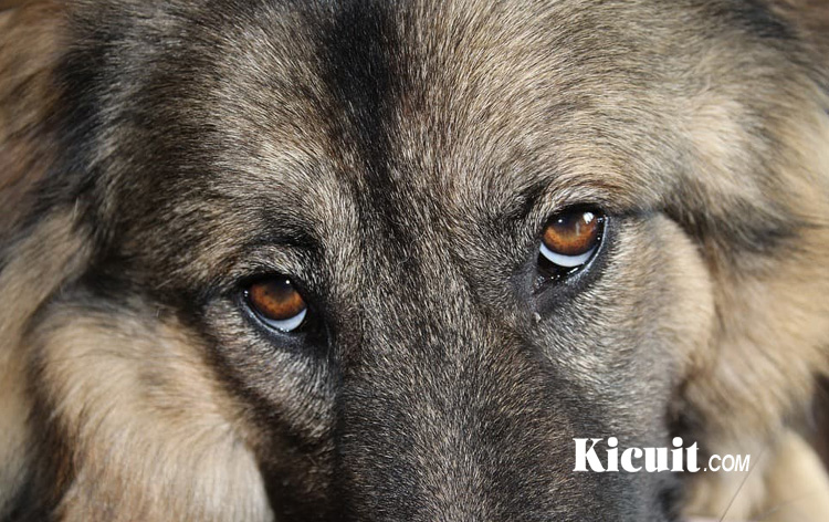 Jenis Penyakit Glaukoma Pada Anjing