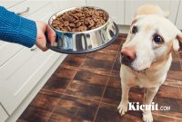 Memilih Dog Food yang Bermanfaat Bagi Anjing