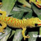 Mengenal Tokek Hias - Gecko